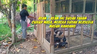 MEMBERI MAKAN DAN MEMBAWA AYAM MASUK KANDANG