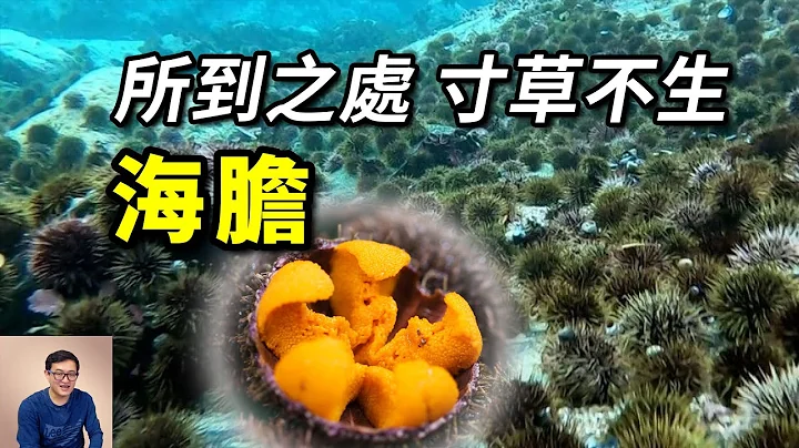 把海底吃成荒漠，全靠龍蝦去消滅！入侵巨藻森林，泛濫到天敵都鬱悶了的——海膽【老肉雜談】 - 天天要聞