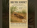 #Earwig #Coastal #Insects #Nature #Wildlife #Viral #Trending #Explore #BugLife #Entomology #Bugs