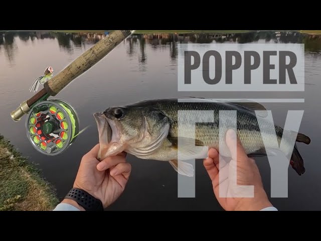 TOPWATER Fly Fishing for Bass with POPPERS!!! 
