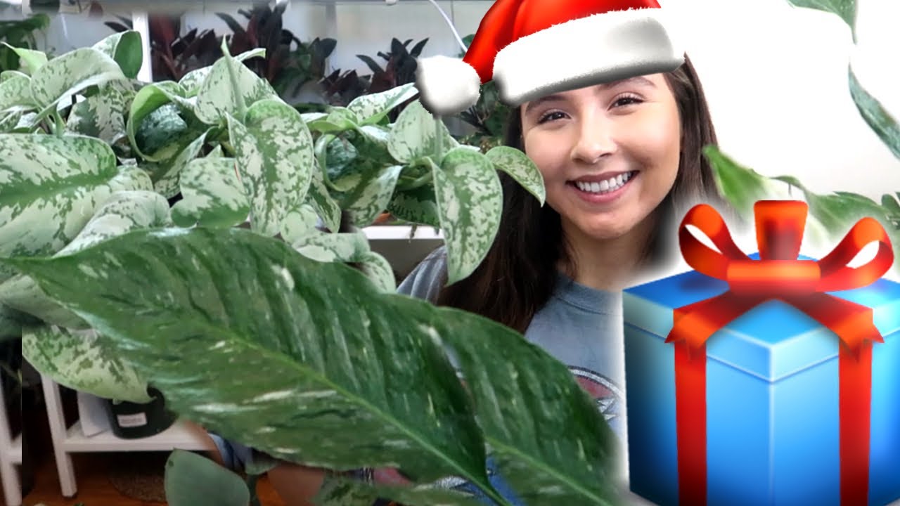 Best HousePlant Presents YouTube