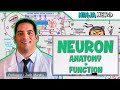 Neurology  neuron anatomy  function