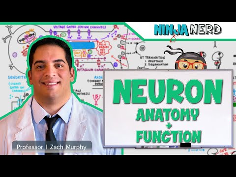 न्यूरोलॉजी | न्यूरॉन शरीरशास्त्र आणि कार्य