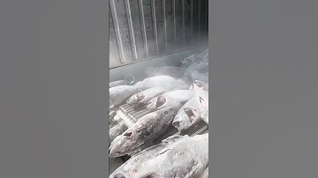 Smart Work: Unloading Giant Frozen Tuna from Container