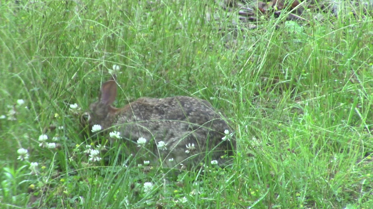 bunny eating clovers YouTube