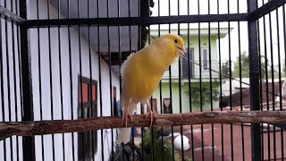 Kicau Kenari Warna Kuning Angkat Gacor
