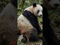 3 Reasons Pandas Are Basically Broken 🐼💀 #shorts #pandas