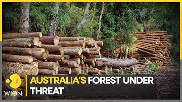 WION Climate Tracker: Illegal logging threatens forests | World News | English News