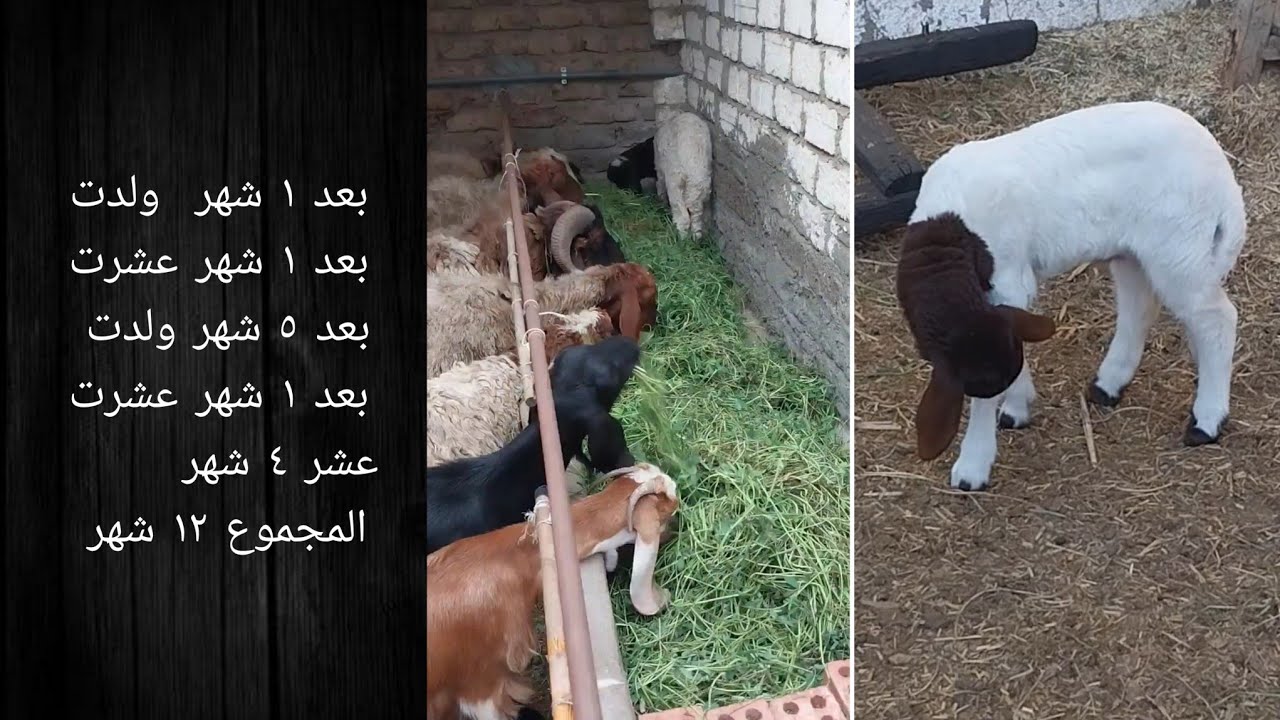 دراسة جدوى مشروع تربية الاغنام العشر من ارض الواقع - شبكة رواد المستقبل