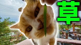 大好きな猫草で遊んだ後に食べて満足する三毛猫のまりも