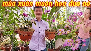 Mùa xuân hoa lan tưng bừng khoe sắc,mùa xuân mùa hoa các loại lan rừng | phong lan rừng phúc vân