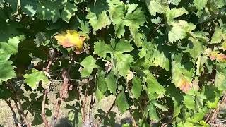 Lessons From The Vine // Introduction