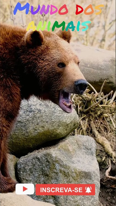 Rugido do Urso | Som do Urso | Som dos Animais #Shorts