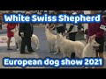 White Swiss Shepherd European dog show 2021 Budapest Hungary