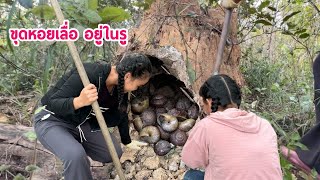 Download Lagu ຂຸດຫອຍເຫຼື່ອໃນຮູປວກ 🇱🇦ขุดหอยเลื่อรอบแรกของปี หมานๆพี่น้อง Digging snails in holes in the forest MP3