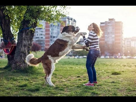 Дрессировка собаки. Как отучить собаку прыгать на хозяина!?