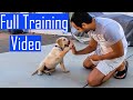 Labrador puppy learning and performing training commands  dog showing all training skills