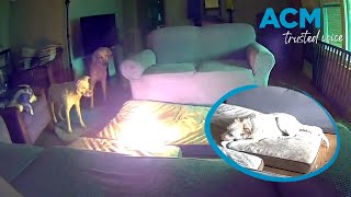 Dog accidentally causes a house fire after chewing on a lithium-ion battery