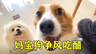 I have 2 mommy dogs, and my owner is home wherever he is. I am jealous for love! [Xi Xiao Meow]] by 习小喵 89 views 9 months ago 1 minute, 29 seconds