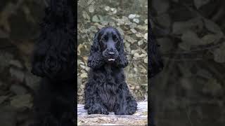 dogs videos compilation Funny dogs compilation Cute and Funny Dog Videos Compilation #pethub #dog