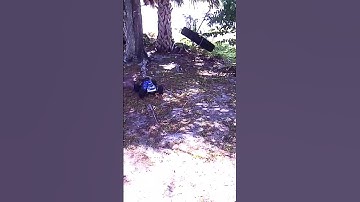 Front flip. Backyard practice. #arrma #acrobatics #offroad #rcfun #rcfreestyle #jump #frontflip