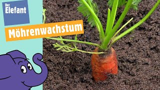 Wie Wachsen Möhren ? Der Elefant  Wdr