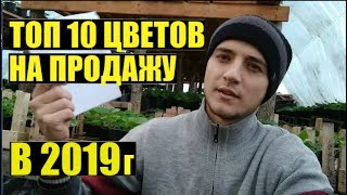 ТОП 10 однолетних цветов на продажу в мае/июне