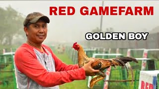 THE GOLDEN BOY RED GAMEFARM