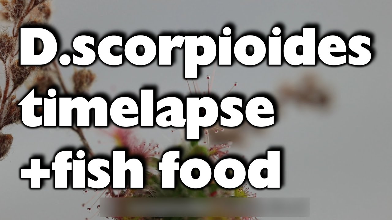 Pygmy Drosera scorpioides timelapse/Zwergsonnentau Zeitraffer