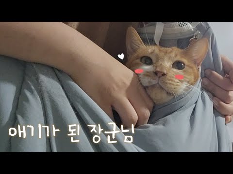 애기가 된 장군님 (+<strong>콬</strong>)