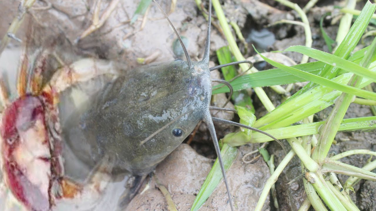 Amazing fishing - Crab Catch Fishes From Underground Hole | Animal Catching Technology