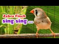 My bird singing in the morning | zebra finch sounds