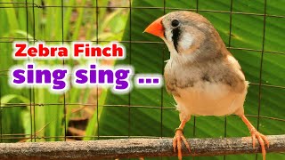 My bird singing in the morning | zebra finch sounds