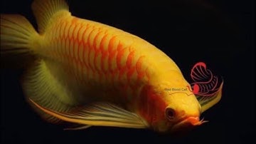 Review Cho Rồng Ăn Nhái | Huyết Đuôi Càng Phân Khúc Ổn AE Trải Nghiệm | Liều Lượng Sử Dụng Thuốc 