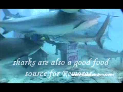 What type of relationship do remora and sharks have?