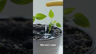 Check the soil before you water. #plantcare #houseplants #planttips #wateringtips