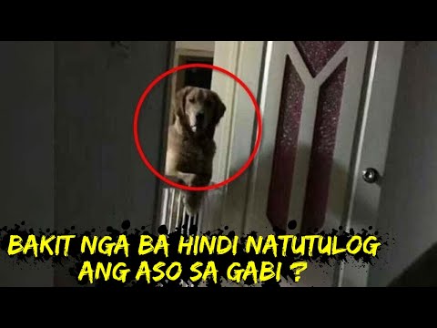 Video: Bakit Nangangarap Ang Aso?