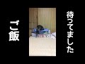 「ご飯！」を聞いて飛び起きる猫。