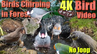 Watch with your pet! 4HRS of Soothing Birdbath with Birds Chirping for Separation Anxiety, No Loop! by Awesome World 奇妙世界 3,041 views 3 weeks ago 3 hours, 55 minutes
