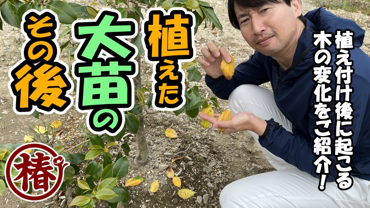 椿を植えた後に起こる、木の変化を解説！葉が黄色くなっても大丈夫