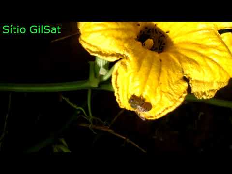 Vídeo: Informações sobre a abóbora Hubbard: dicas para o cultivo de plantas de abóbora Hubbard