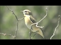 Горихвостка (Phoenicurus phoenicurus) и Луговой Чекан (Saxicola rubetra)