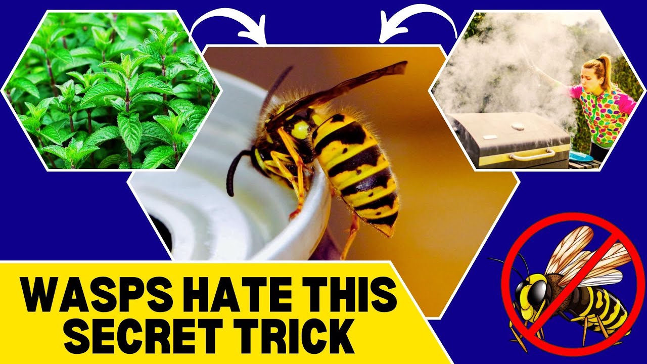 How to Get Rid of Wasps in Your House and Backyard – Easy & Effective Tips!