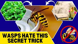 How to Get Rid of Wasps in Your House and Backyard – Easy & Effective Tips!