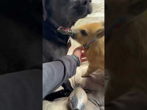 Шкода любимая,маленькая) #кабан #животные #лесной #hunting #animals #собака #labrador #fishing