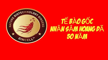 Tế bào gốc nhân sâm Hoang dã 50 năm