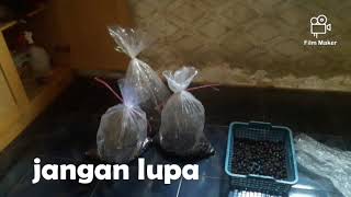 Methods and processes for germinating oil palm seeds