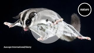 How gliding marsupials got their 'wings'