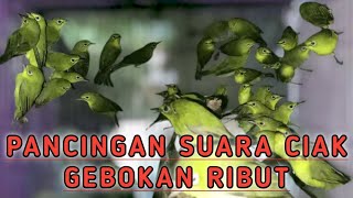 PANCINGAN SUARA CIAK CIAK GEBOKAN KECIAL KUNING JOSS GACOR RIBUT UNTUK MASTERAN LOMBA AGAR STABIL