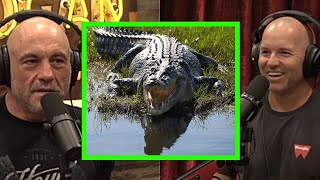 Adam Greentree's scary encounters with the Australian saltwater crocodile | joe rogan